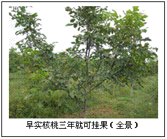 文本框:  
早实核桃三年就可挂果（全景）
