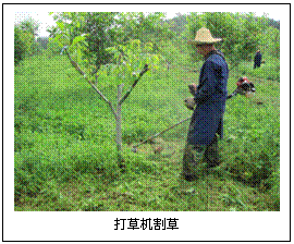 文本框:
打草机割草