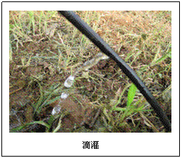 文本框:  
滴灌
